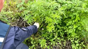 Valilikten yapılan açıklamaya göre, İl Jandarma Komutanlığı ekiplerince, merkez ilçeye bağlı bir