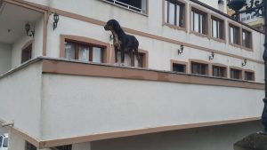 Boyabat'ta Mahsur Kalan Köpek Pazartesi'yi Bekliyor Boyabat'ta bir işletmenin balkonuna