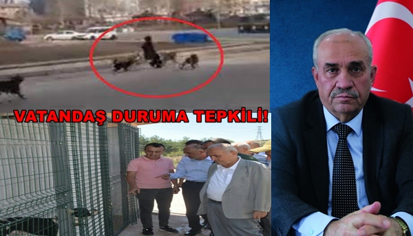 Boyabat Belediye Başkanı Coşar, Başıboş Köpekler İlçede Tehlike Saçıyor Boyabat'ta