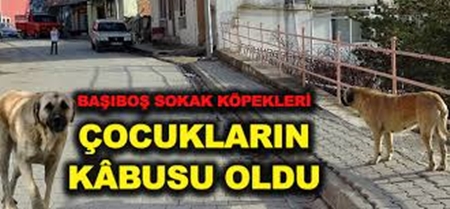 Boyabat'ta Köpeğin Kovaladığı Öğrenci Yüksekten Düşerek Yaralandı Boyabat Çamlıca mahallesinde