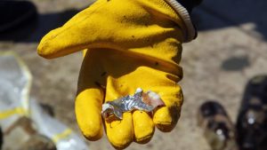 Sinop'ta, Türkiye Çevre Haftası kapsamında yapılan deniz dibi temizliğinde, su