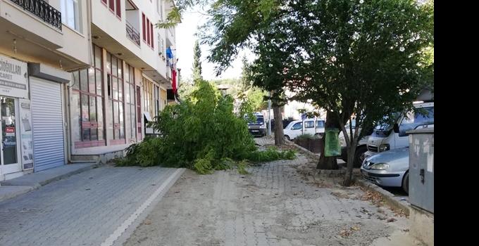 Fırtına Boyabat'ta Ağaçları Devirdi 27 Temmuz 2023 Perşembe  akşamı etkin