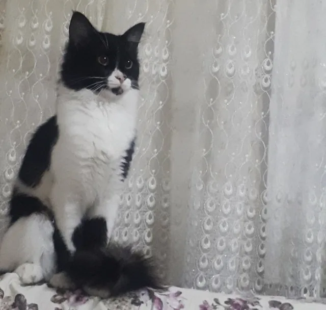Kayıp Kedi Boyabat Çamlıca Mahallesi Ağaoğlu sokak (Yetişal fırın mevkii)