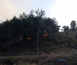 Boyabat Camikebir Mahallesi Panayır Yolu üzerindeki çamlık ormanında nedeni belirlenemeyen