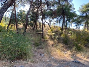 Boyabat Kalebağı'nda kendisini çam ağacına asan vatandaş ölü bulundu