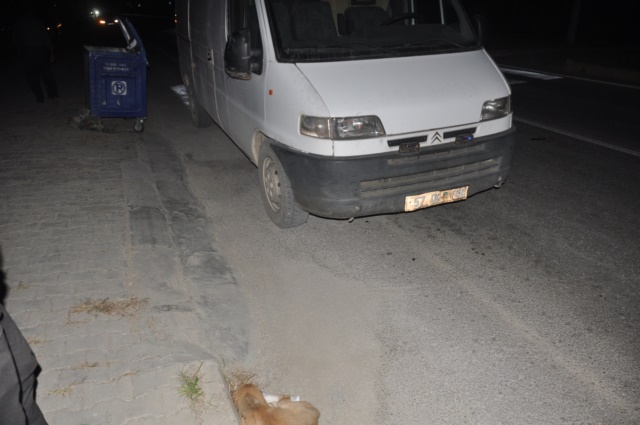 Başıboş sokak hayvanları Boyabat'ta trafiği tehlikeye düşürmeye devam ederken, kazaya