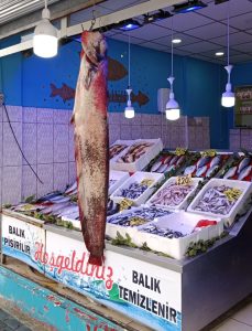 Altınkaya Barajında  yakalanan 1.80 santim büyüklüğünde 33 kilo ağırlığındaki yayın