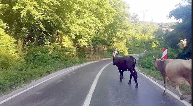 Kasım ayında Çeltik hasadı sonrası Hayvancılıkla uğraşan vatandaşlarımızın ‘Hayvanlarını başıboş