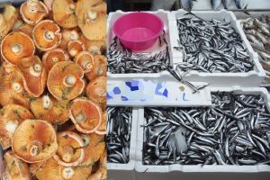 Sinop Hamsisi ve Kanlıca Mantarı sezona fark ile başladı. Boyabat