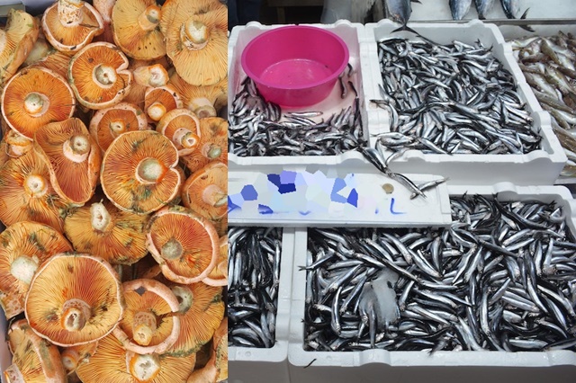 Sinop Hamsisi ve Kanlıca Mantarı sezona fark ile başladı. Boyabat