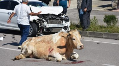Meydana gelen trafik Kazası, Sinop Korucuk Mahallesi Saraç Mevkisin de,