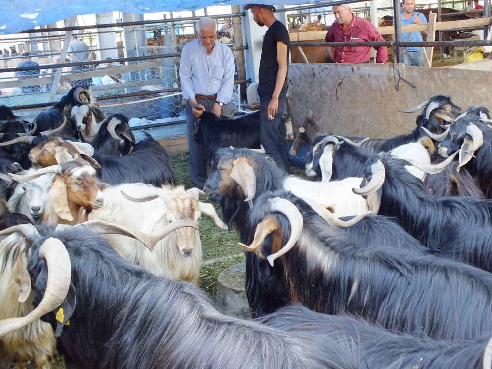 Kurban Bayramı’na sayılı günler kala Boyabat Hayvan Pazarı'nda azda olsa