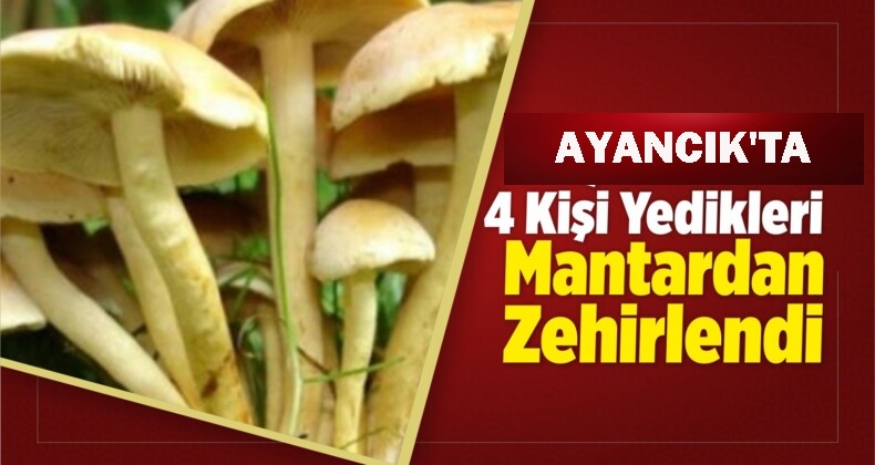 Ayancık’ta mantar yiyen 4 kişi zehirlendi. 112 sağlık ekipleri olay