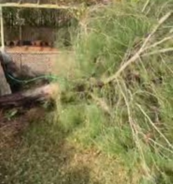 Boyabat’ta yaşanan talihsiz olayda, üzerine ağaç düşen bir vatandaş yaralanarak