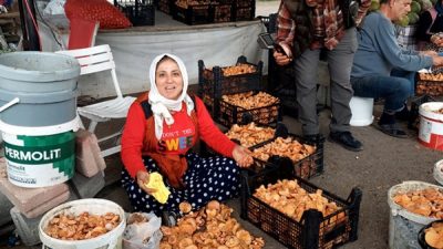 Boyabat'ın meşhur kanlıca mantarı, bu yılki bereketli yağışların ardından adeta