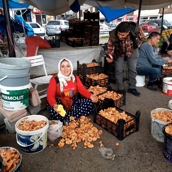 Boyabat'ın meşhur kanlıca mantarı, bu yılki bereketli yağışların ardından adeta