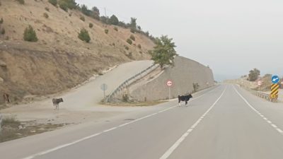Boyabat Saraydüzü Yolu Kan Gölüne Dönüyor. Boyabat ilçemizde karayollarında başıboş