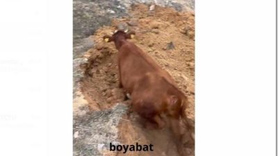 Boyabat'ın Doğuca köyünde kaybolan inek, köylülerin yoğun aramaları sonucunda bir