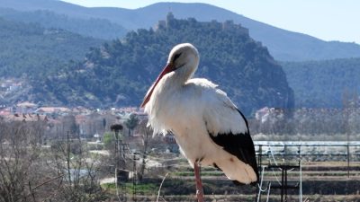 Baharın gelişiyle birlikte Boyabat Ovası, leyleklerin gelişiyle adeta bir renk