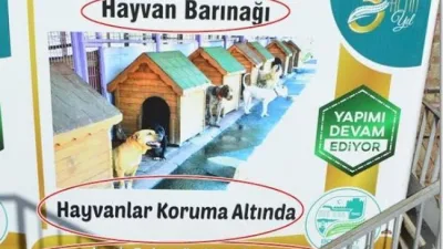 Boyabat Belediyesi yetkilileri, ilçedeki sokak hayvanı popülasyonunun giderek artan bir