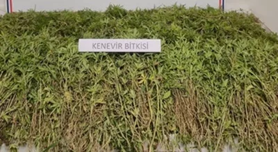 Gerze'de  tarlasında 31 bin 265 kök kenevir bitkisi ele geçirilmesiyle