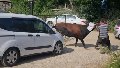 Kurban Bayramı'nın ilk günü, Sinop'un merkeze bağlı Çobanlar köyü ilginç
