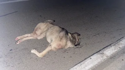 Boyabat Bektaş köyü mevkiinde Otomobilin Önüne Çıkan Köpek Canından Oldu, Araçta