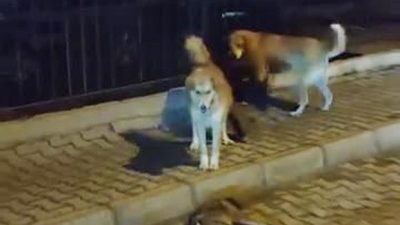Boyabat Yıldız Mahallesi’nde yiyecek aramak için şehre inen çakal yavrusu