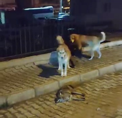 Boyabat Yıldız Mahallesi’nde yiyecek aramak için şehre inen çakal yavrusu