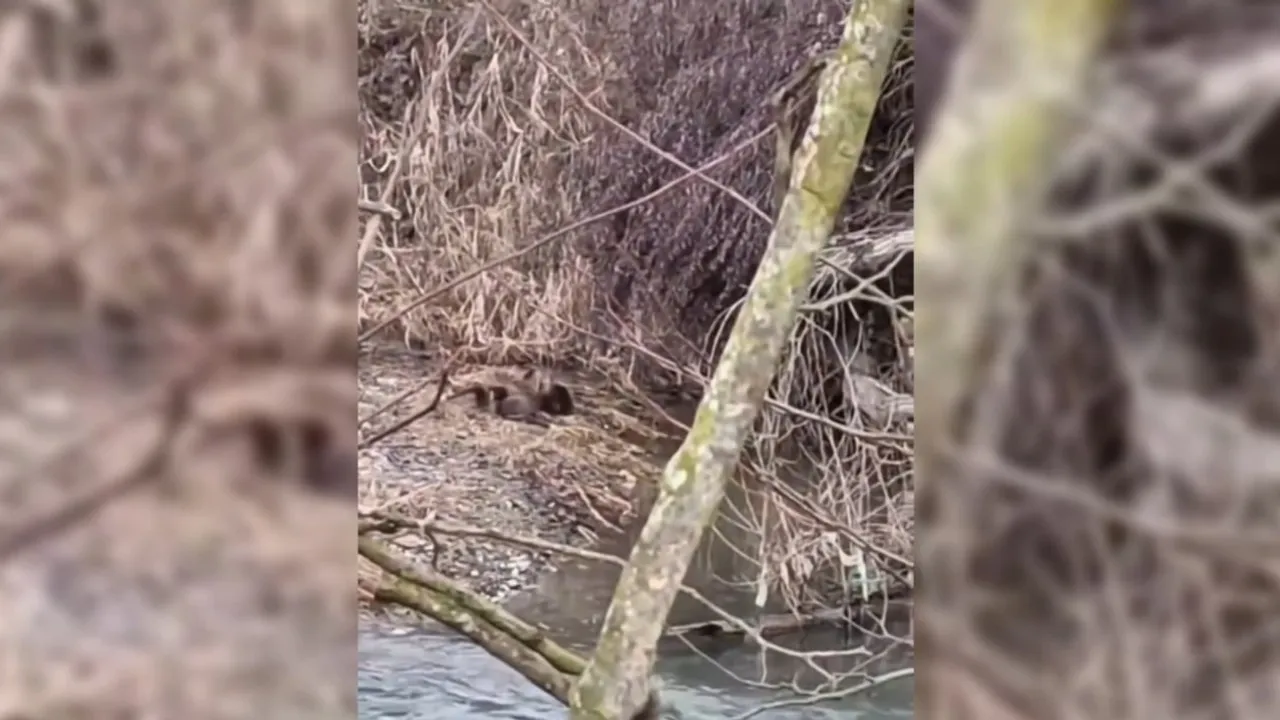 Sinop’un Boyabat ilçesine bağlı Bağlıca köyü kıyılarında, nesli tehlike altında