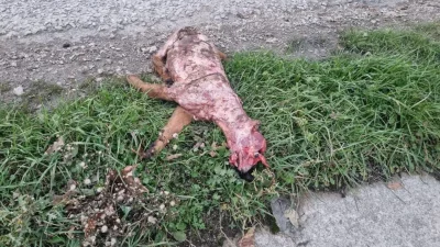 Sinop’ta mezbaha önünde yol kenarında bir köpeğe ait cesedin bulunması,