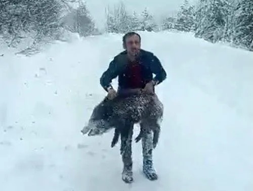 Karlı yolda yaban domuzu yakalayan vatandaş, domuza zarar vermediğini ve