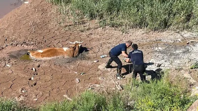 Sinop Akliman'da can pazarı! İnsan boyunu aşan bataklığa gömülen inek
