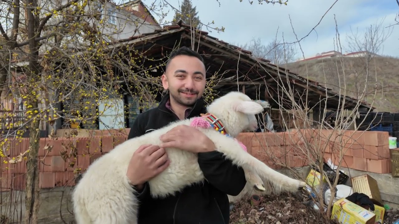 Boyabat Kırsalında Merinos Koyunu “Pamuk” Çiftliğin Maskotu Oldu 2