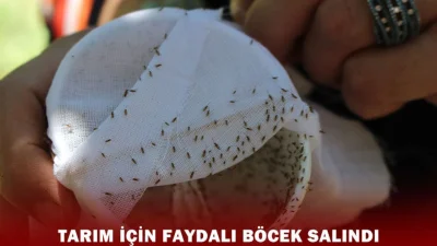 Sinop'ta kestane ormanlarını tehdit eden gal arısına karşı dev operasyon!