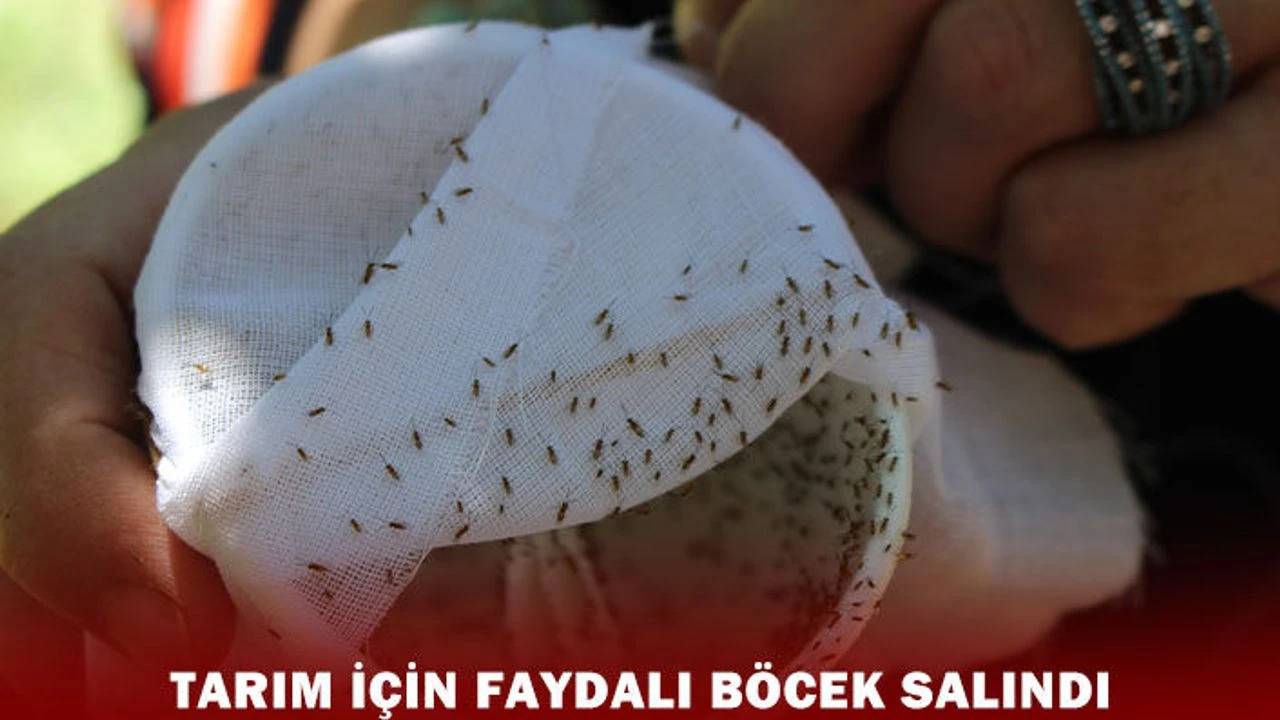 Sinop'ta kestane ormanlarını tehdit eden gal arısına karşı dev operasyon!