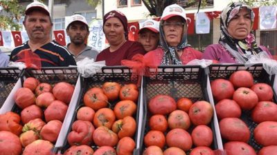 Boyabat Gazidere Domatesi hakkında merak edilenler. Coğrafi işaretli bu yerel