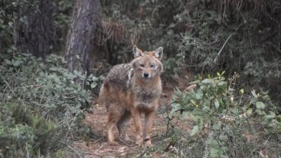 Sinop Akliman'da inanılmaz görüntüler! İnsanlardan kaçmasıyla bilinen yaban çakalı, Hamsilos