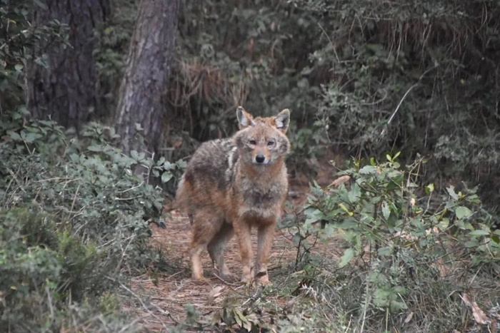 Sinop Akliman'da inanılmaz görüntüler! İnsanlardan