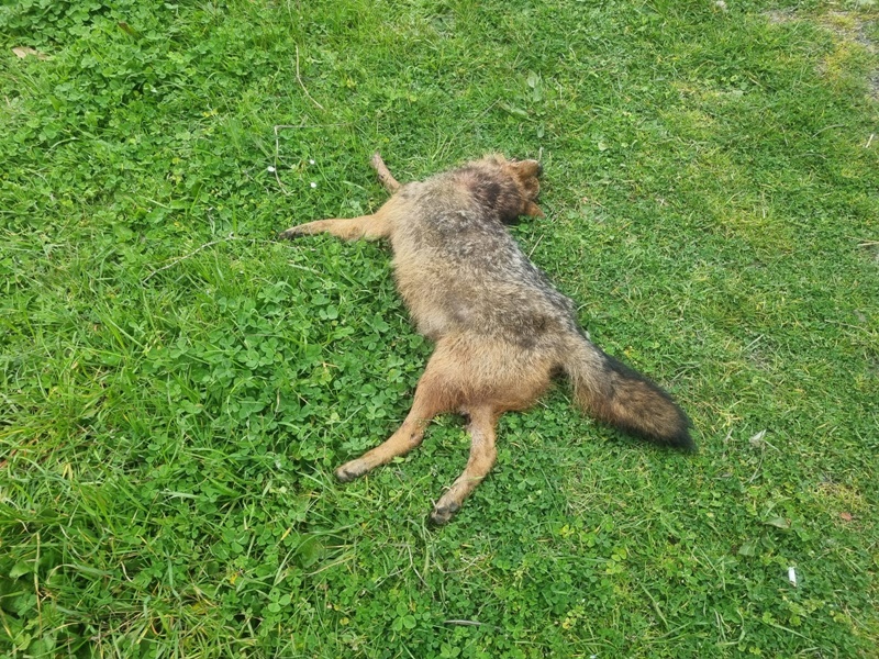 sinop boyabat duragan sarayduzu ayancik cakal kaza 33