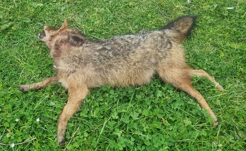 Sinop’un  sınırlarında yer alan ve doğal güzellikleriyle bilinen Kılıçdağı