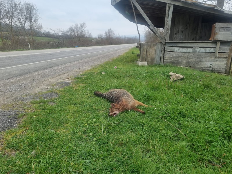 sinop boyabat duragan sarayduzu ayancik cakal kaza22