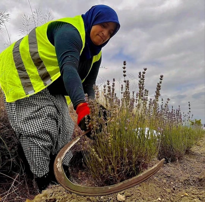 Boyabat'ta Lavanta Hasadı Başladı! 14 Hektarlık Alanda İlk Ürün Toplandı 7 Boyabatta Lavanta Hasadi Basladi 14 Hektarlik Alanda Urun Toplandi 12345676