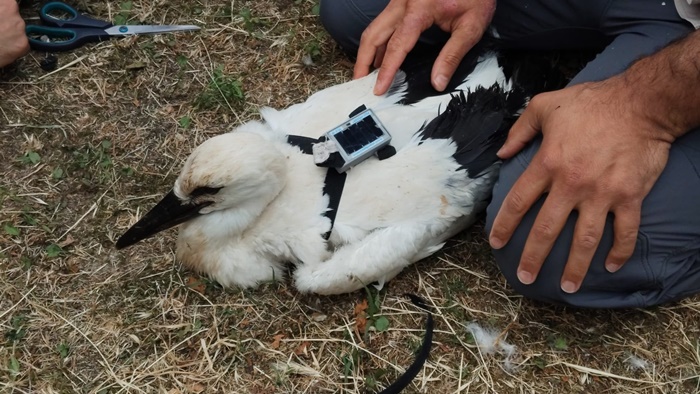 Sinop'un Saraydüzü ilçesinde yürütülen "Cuma