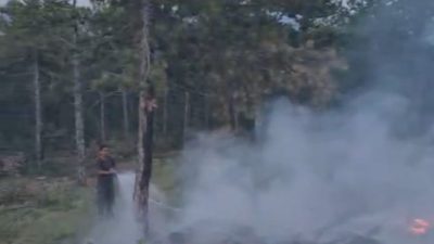 inop’un Boyabat ilçesine bağlı Kurusaray Köyü’nde yol kenarındaki çamlık alanda