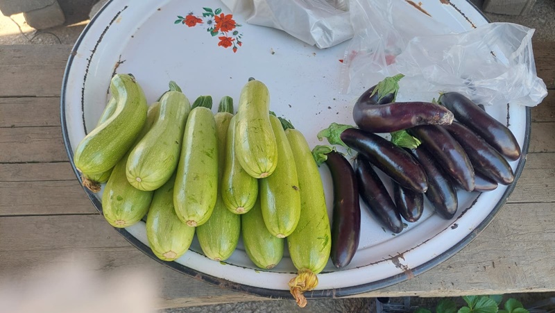 boyabat yerli sebze sinop domates biber kabak patlican