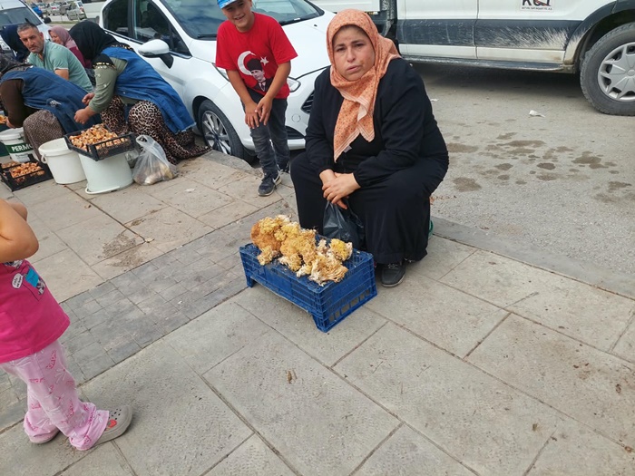 Boyabat Haber: Dranaz Kanlıca Mantarı Pazar Tezgahlarında Satışa Çıktı!575757