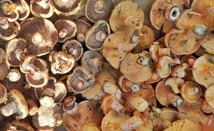 Boyabat Usulü Tam Kıvamında Kanlıca Mantarı Sote Tarifi Boyabat Usulü57