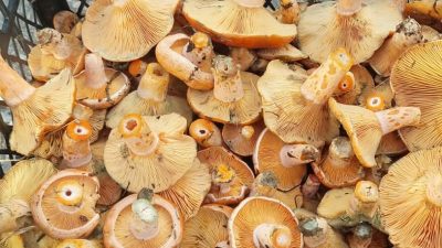 En lezzetli Boyabat usulü Kanlıca mantarı sote tarifi! Mantar kararmadan,