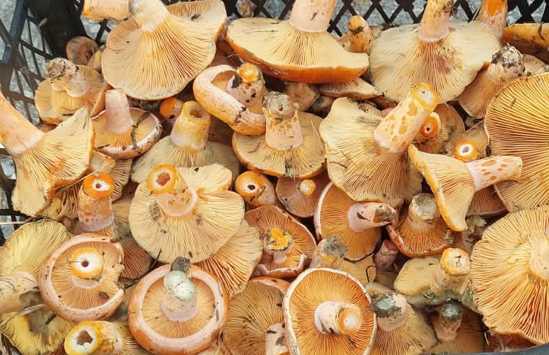 En lezzetli Boyabat usulü Kanlıca mantarı sote tarifi! Mantar kararmadan,